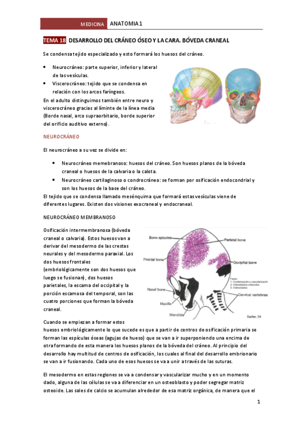 Miniatura del documento TEMA-18-DESARROLLO-DEL-CRANEO-OSEO-Y-LA-CARA.pdf