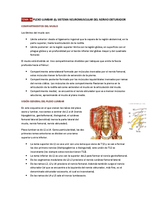 Miniatura del documento TEMA-36-PLEXO-LUMBAR.pdf