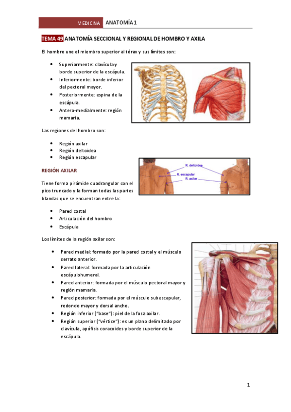 Miniatura del documento TEMA-49-ANATOMIA-SECCIONAL-Y-REGIONAL-DE-HOMBRO-Y-AXILA.pdf