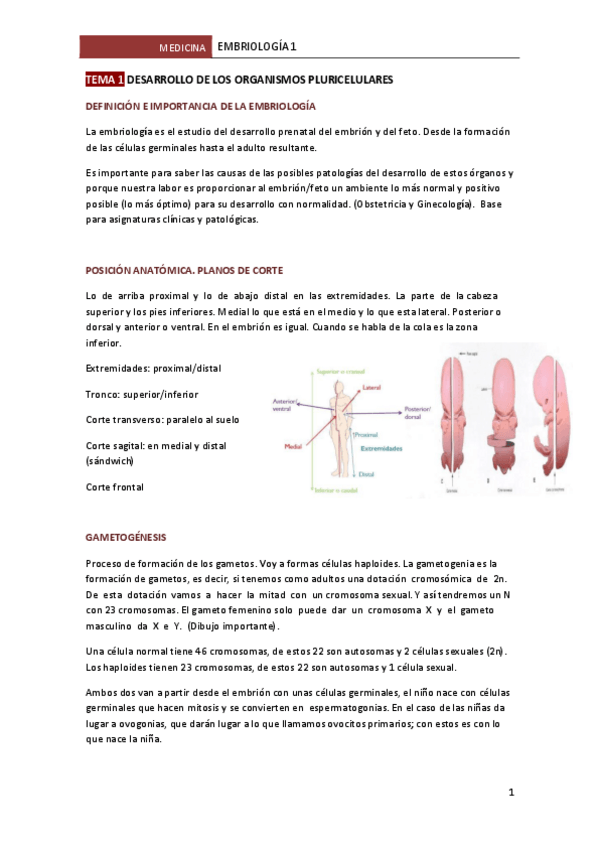Miniatura del documento TEMA-1-DESARROLLO-DE-LOS-ORGANISMOS-PLURICELULARES.pdf