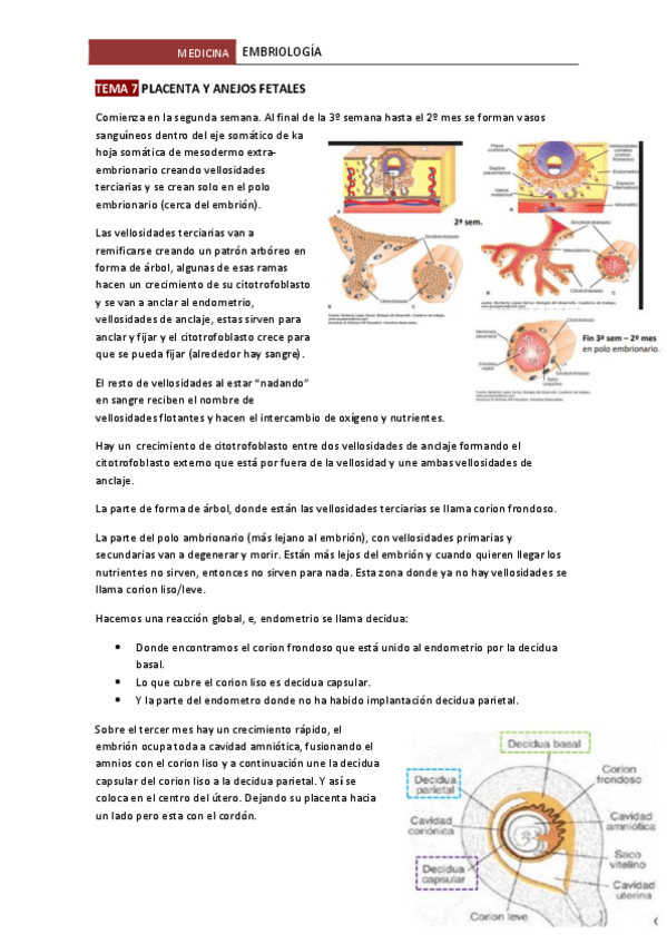 Miniatura del documento TEMA-7-PLACENTA-Y-ANEJOS-FETALES.pdf