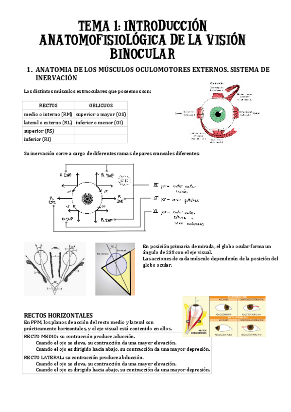 Miniatura del documento TEMA-1-introduccion-anatomofisiologica.pdf