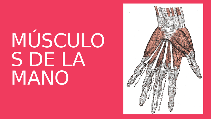 Miniatura del documento MUSCULOS-DE-LA-MANO.pptx