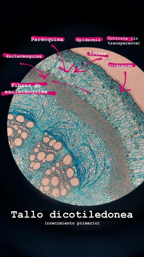 Miniatura del documento IMG2153-3.jpg