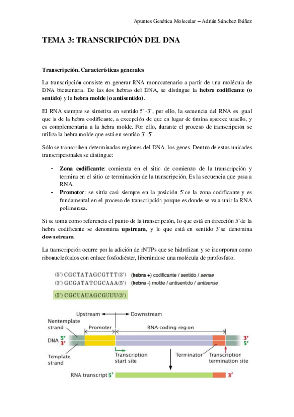 Miniatura del documento TEMA-3-Genetica-molecular.pdf