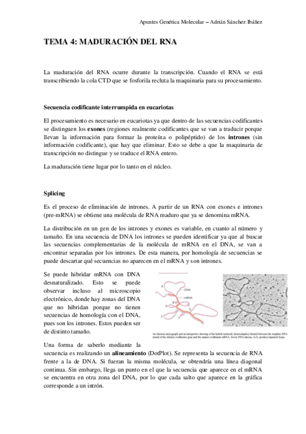Miniatura del documento TEMA-4-Genetica-molecular.pdf