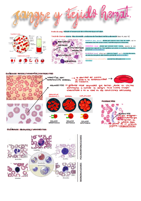 Miniatura del documento Practicas-BCT.pdf