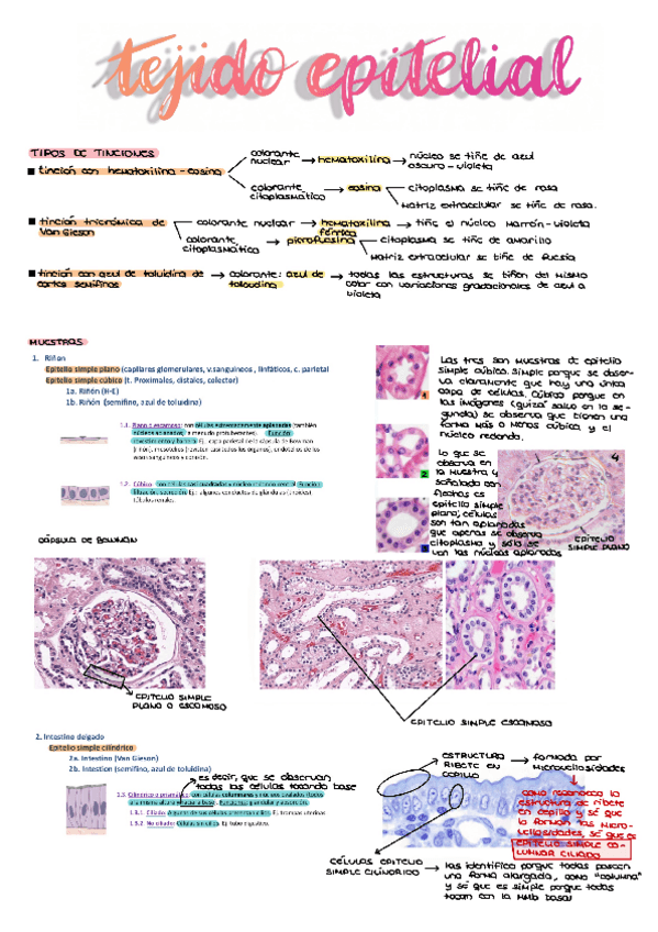 Miniatura del documento Practicas-BCT.pdf