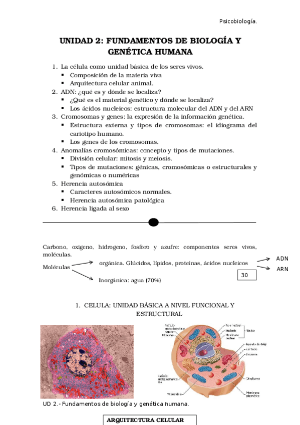 Miniatura del documento TEMA-2.docx