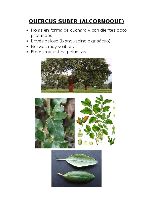 Miniatura del documento Quercus-y-otros-arboles.docx