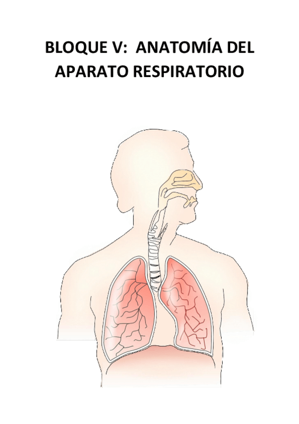 Miniatura del documento Anatomia-APARATO-RESPIRATORIO.pdf