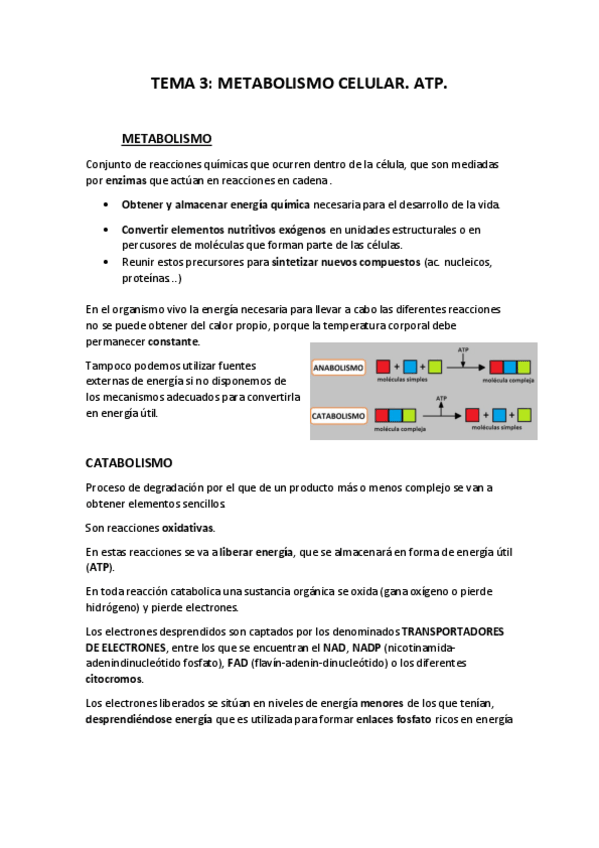 Miniatura del documento Fisiologia-T3.pdf