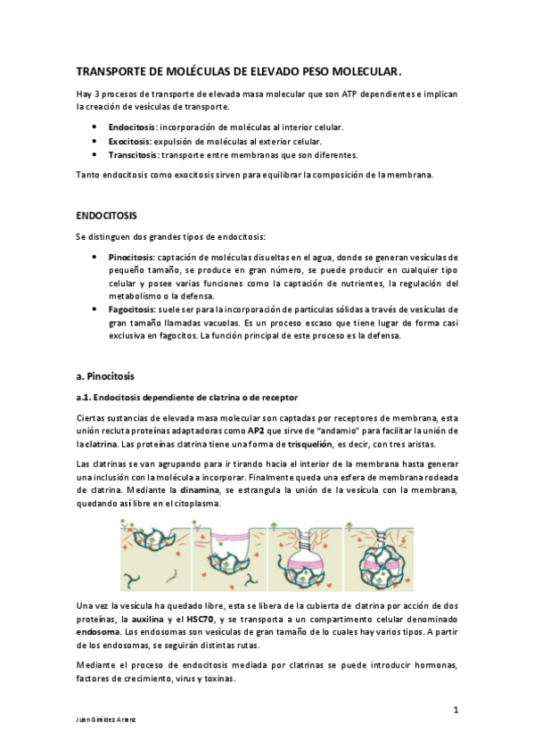 Miniatura del documento TRANSPORTE-DE-MOLECULAS-DE-ELEVADO-PESO-MOLECULAR.pdf