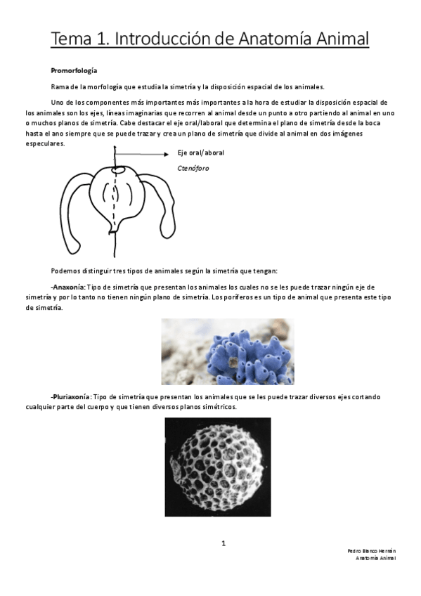 Miniatura del documento Introduccion-de-Anatomia-Animal.pdf