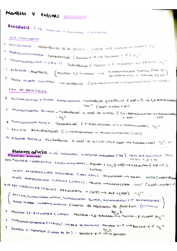 Miniatura del documento Resumen-de-enzimas-en-cada-proceso.pdf