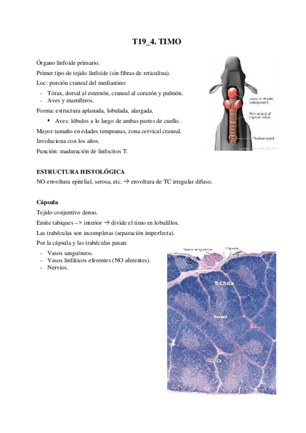 Miniatura del documento T19-4-Timo.pdf
