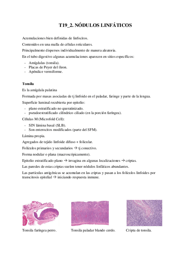 Miniatura del documento T19-2-Nodulos-linfaticos.pdf