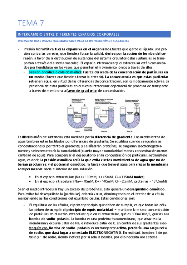 Miniatura del documento TEMA-7-La-excitabilidad-neuronal.pdf