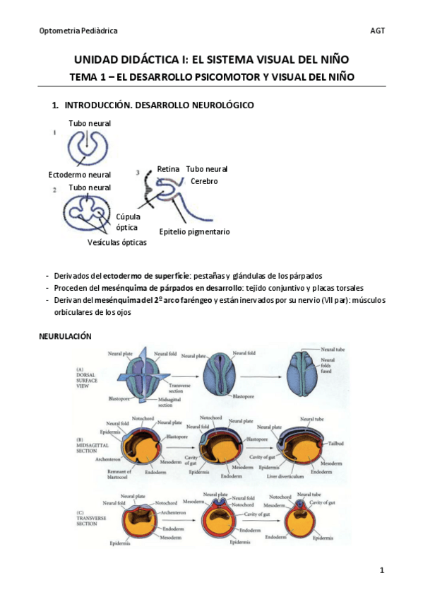 Miniatura del documento OptoPedT1.pdf