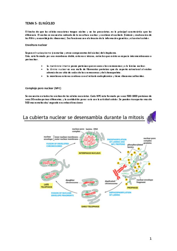 Miniatura del documento Tema-5-bio.pdf