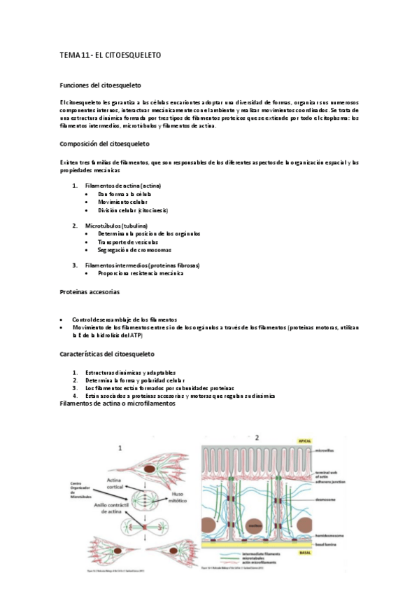 Miniatura del documento Tema-11-bio.pdf