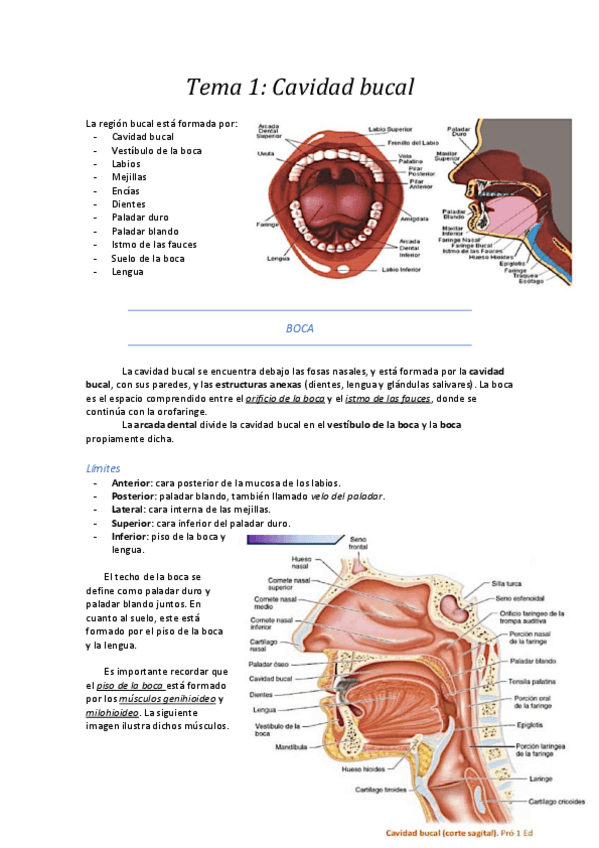Miniatura del documento 1. Cavidad bucal.pdf