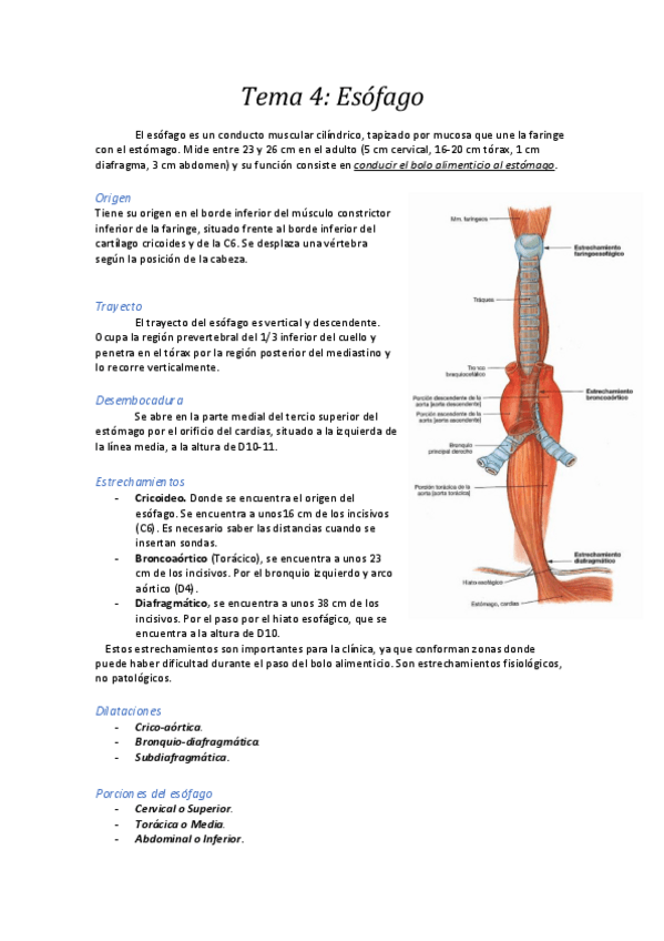 Miniatura del documento 4. Esófago.pdf