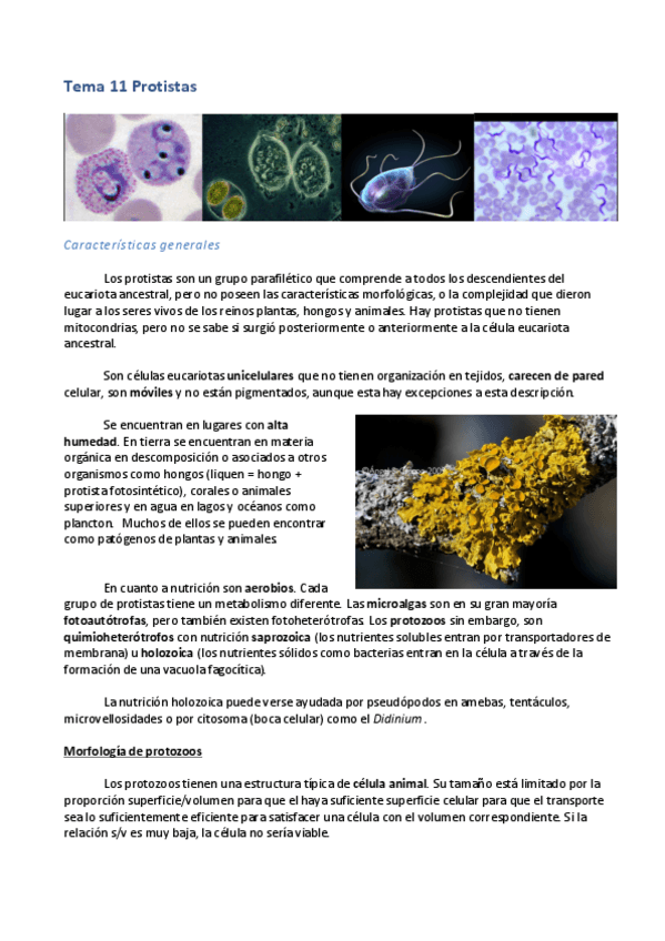Miniatura del documento Tema-11-Protistas.pdf