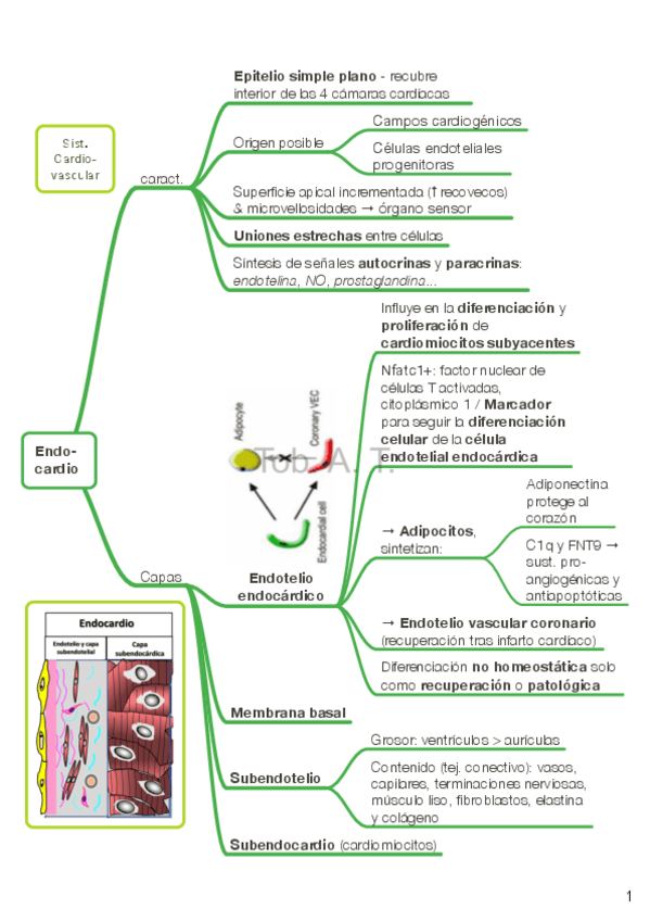 Miniatura del documento ORGANO-1-pag-TOB.pdf