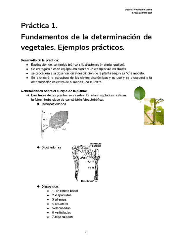 Miniatura del documento Practicas-botanica-memoria.pdf