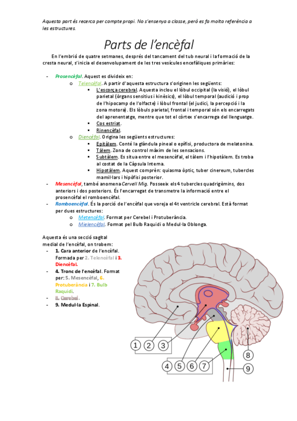 Miniatura del documento Parts de l'encefal.pdf