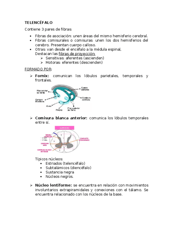 Miniatura del documento anatomia.docx