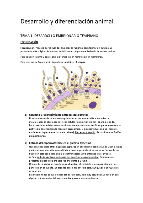 Miniatura del documento APUNTES.pdf