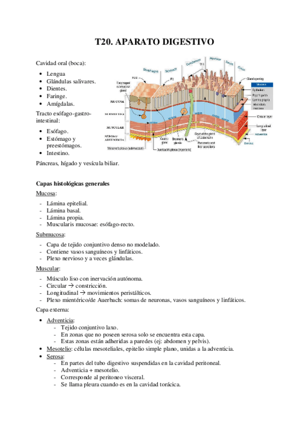 Miniatura del documento T20-Aparato-digestivo-y-cavidad-oral.pdf