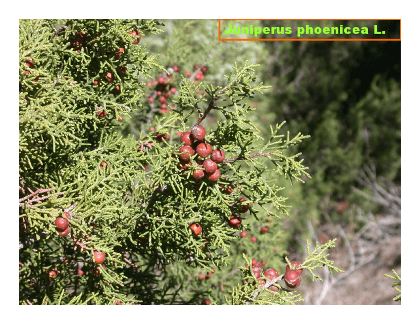 Miniatura del documento fotos de las plantas de visu.pdf