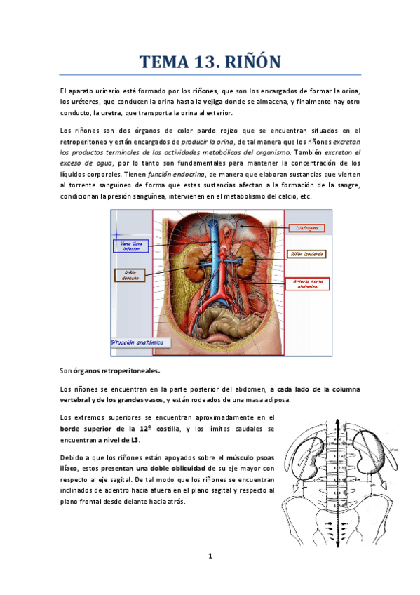 Miniatura del documento TEMA 13. RIÑÓN.pdf