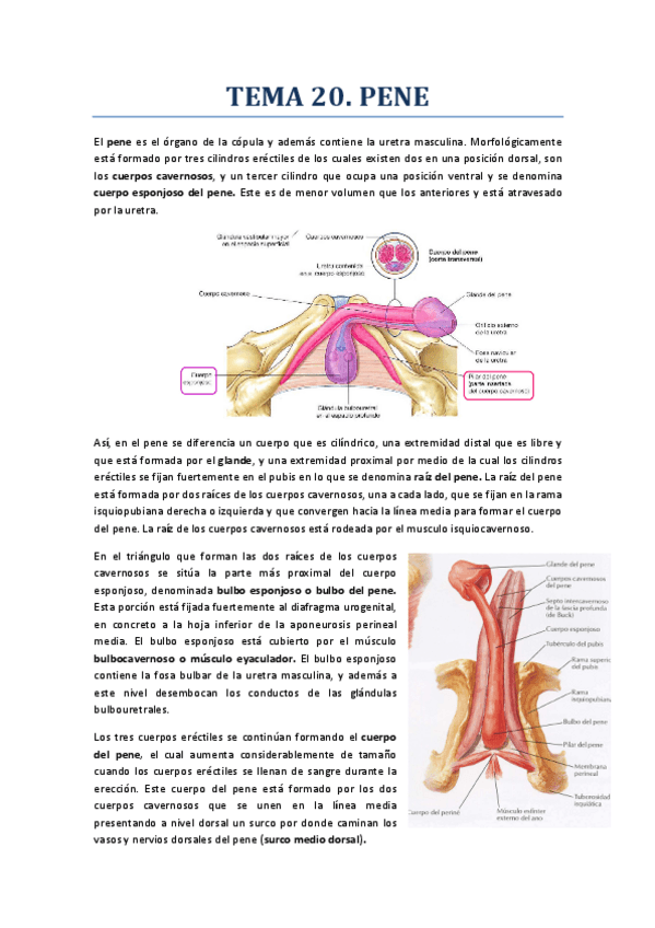 Miniatura del documento TEMA 20. PENE.pdf