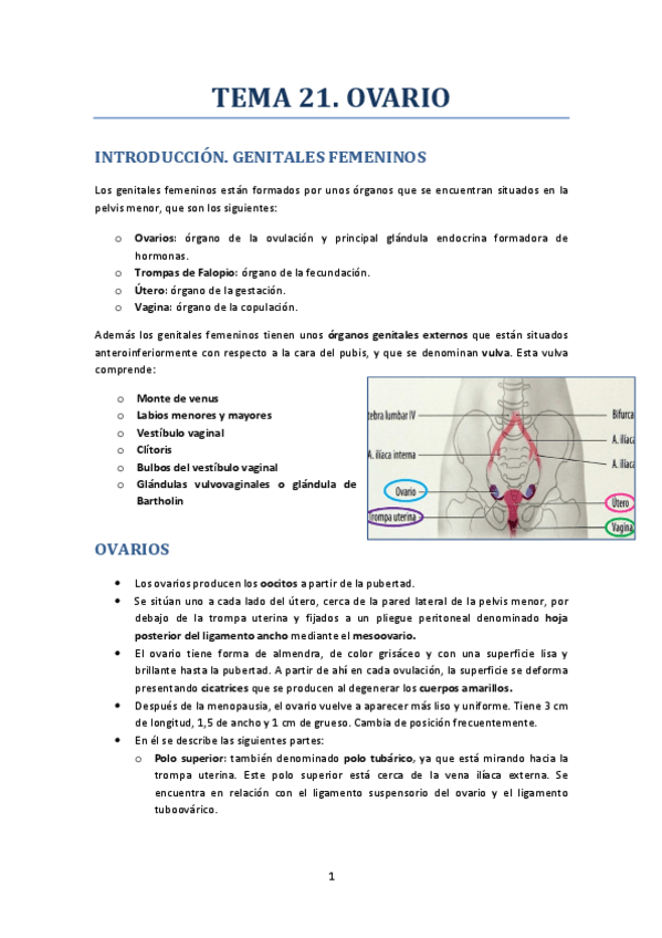 Miniatura del documento TEMA 21. OVARIO.pdf