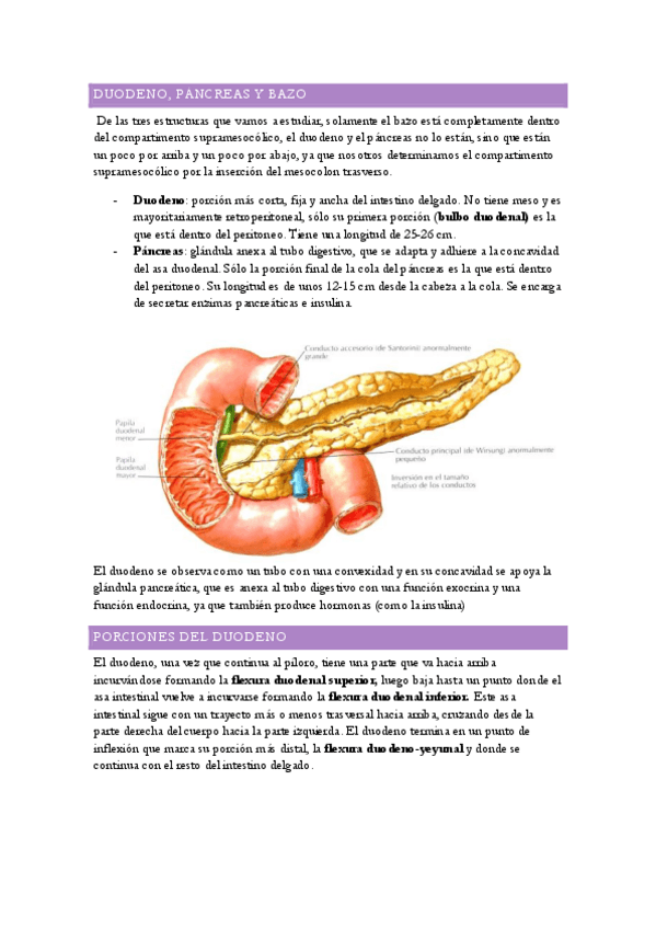 Miniatura del documento DUODENO.pdf