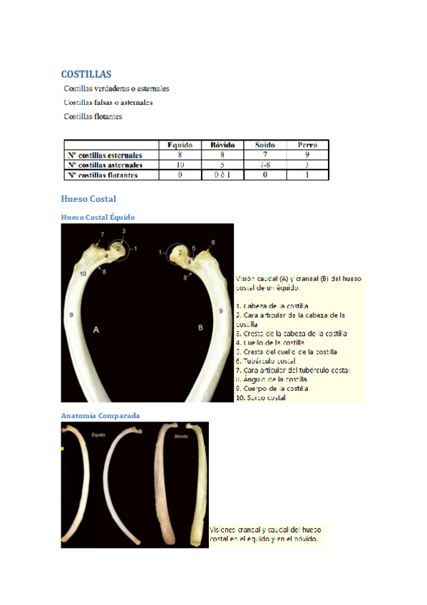 Miniatura del documento COSTILLAS-Pelvis-y-hueso-coxal-practica-osteologia.pdf