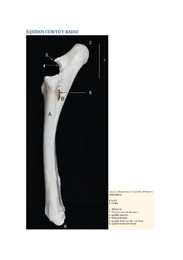 Miniatura del documento CUBITO-Y-RADIO.pdf