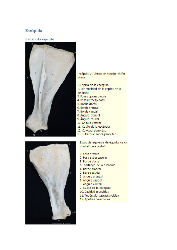 Miniatura del documento Escapula-imagenes-osteologia.pdf
