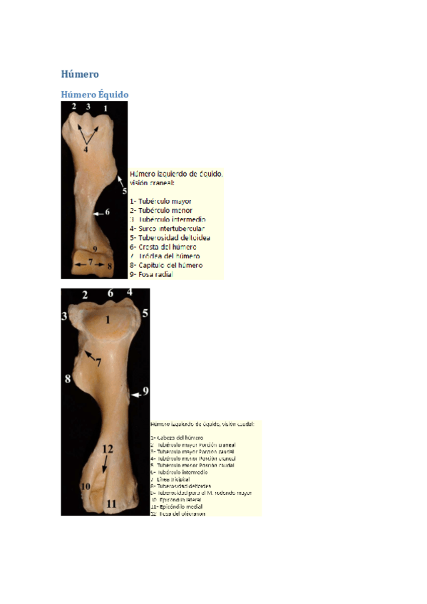 Miniatura del documento Humero-imagenes-osteologia.pdf