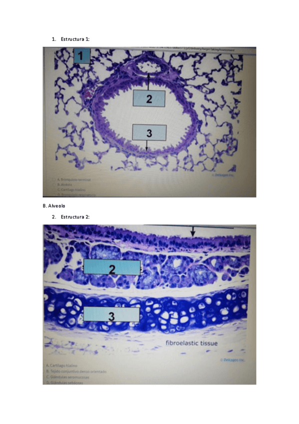 Miniatura del documento test-respiratori.pdf
