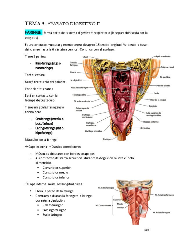 Miniatura del documento anatomia-digestivo.pdf