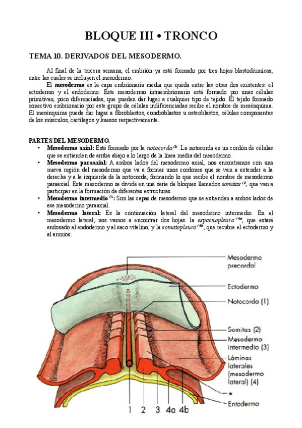 Miniatura del documento Anatomía III - Tronco.pdf
