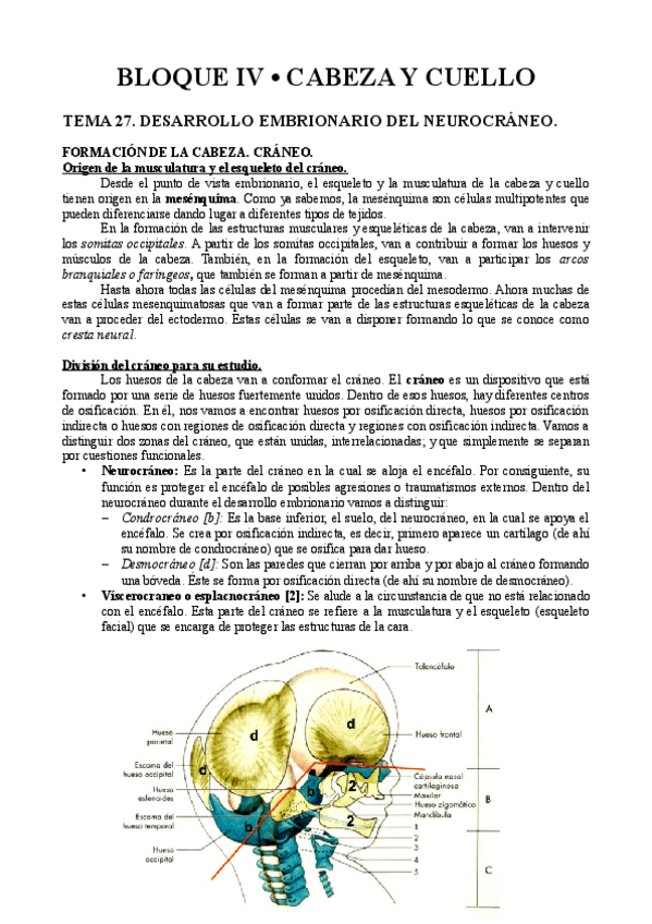 Miniatura del documento Anatomía IV - Cabeza y cuello.pdf