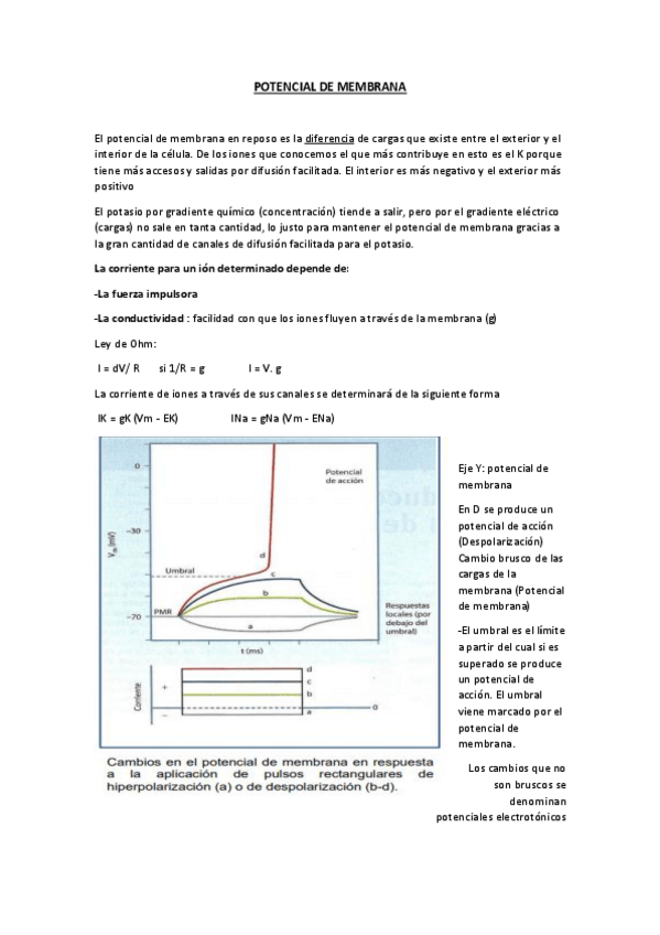 Miniatura del documento Tema-4-5-y-6-Potencial-de-membrana.pdf