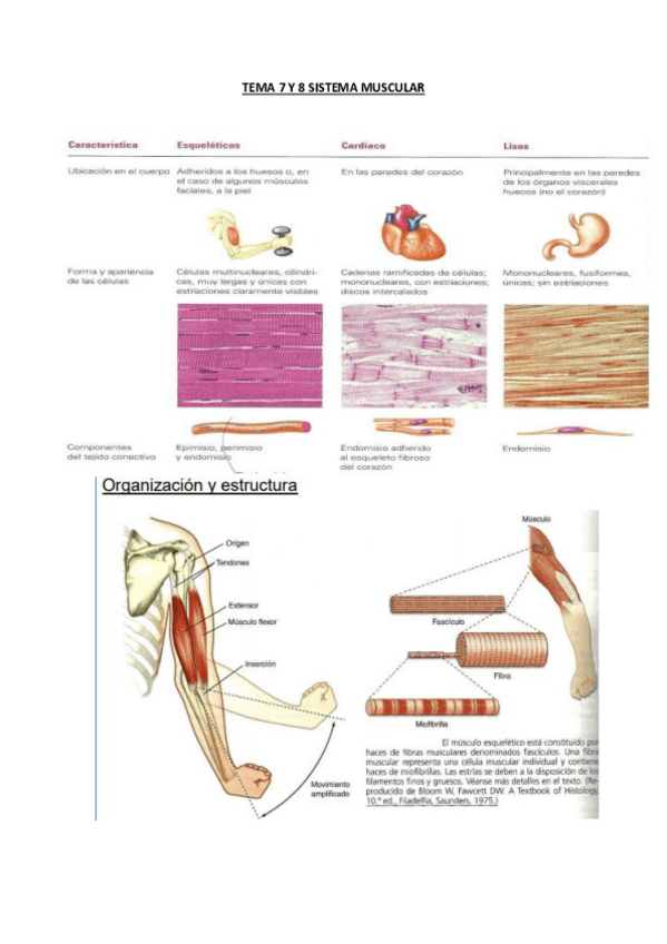 Miniatura del documento Tema-7-y-8-contraccion-muscular.pdf