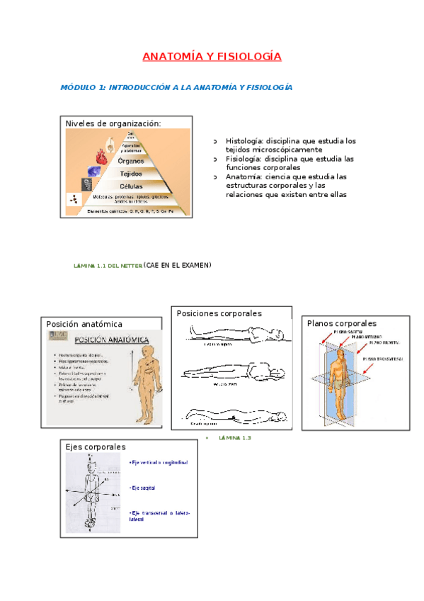 Miniatura del documento ANATOMIA-Y-FISIOLOGIA-t1.docx